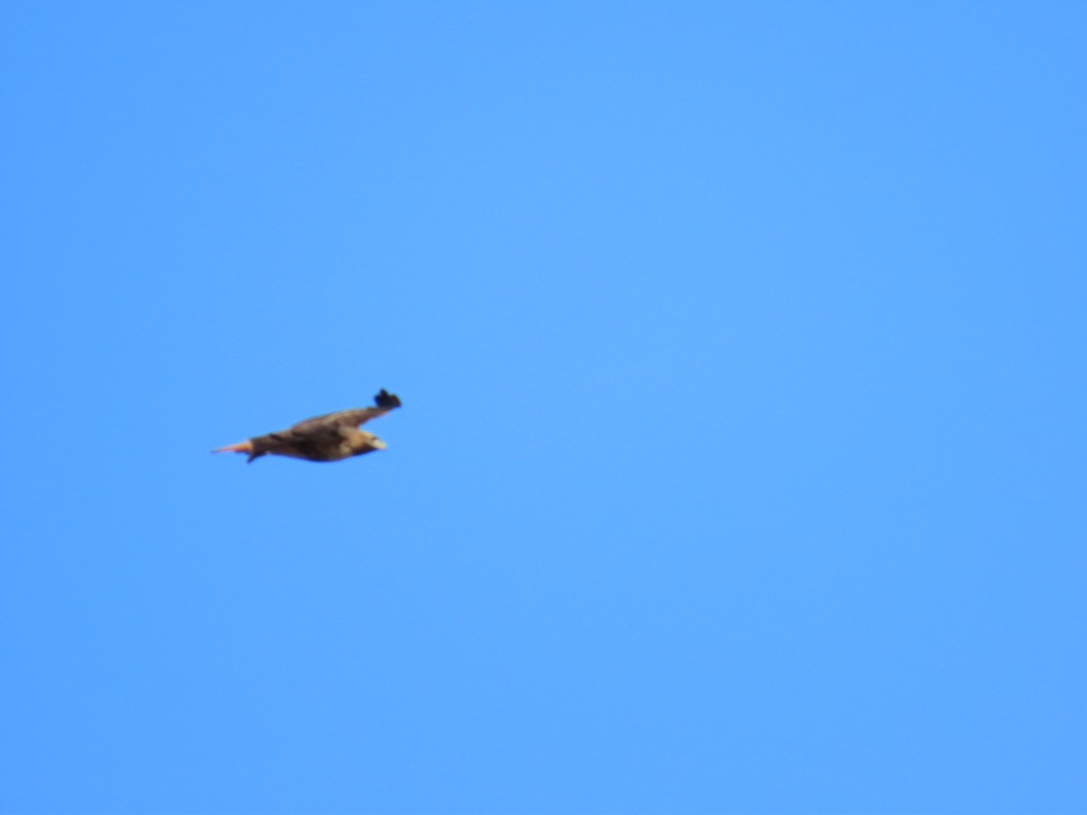 金鵰 - ML646867625