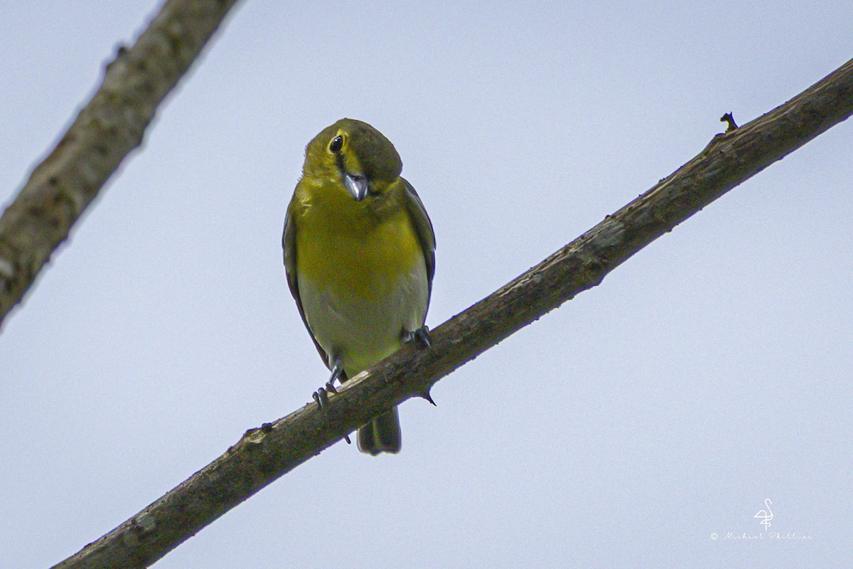 Yellow-throated Vireo - ML646867629