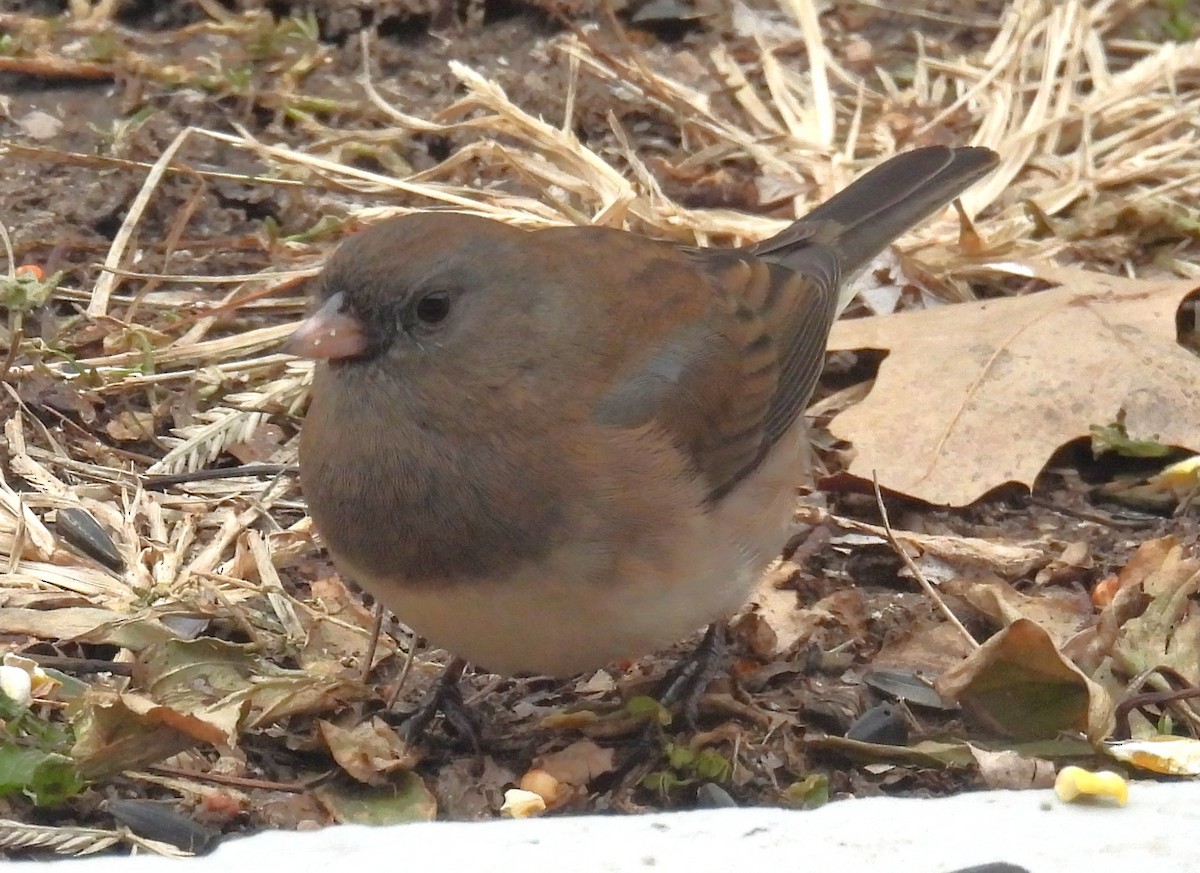 Dark-eyed Junco - ML646867633