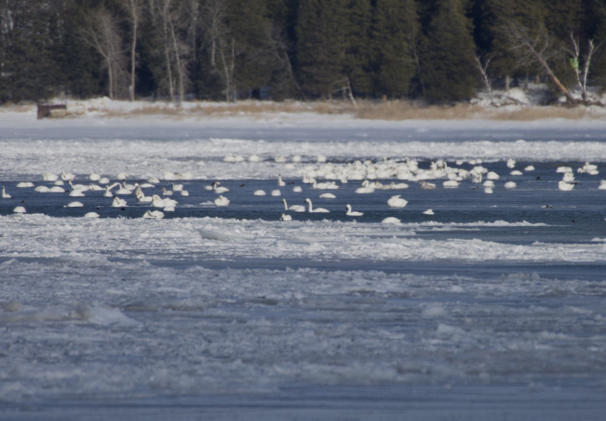 小天鵝 - ML646867634