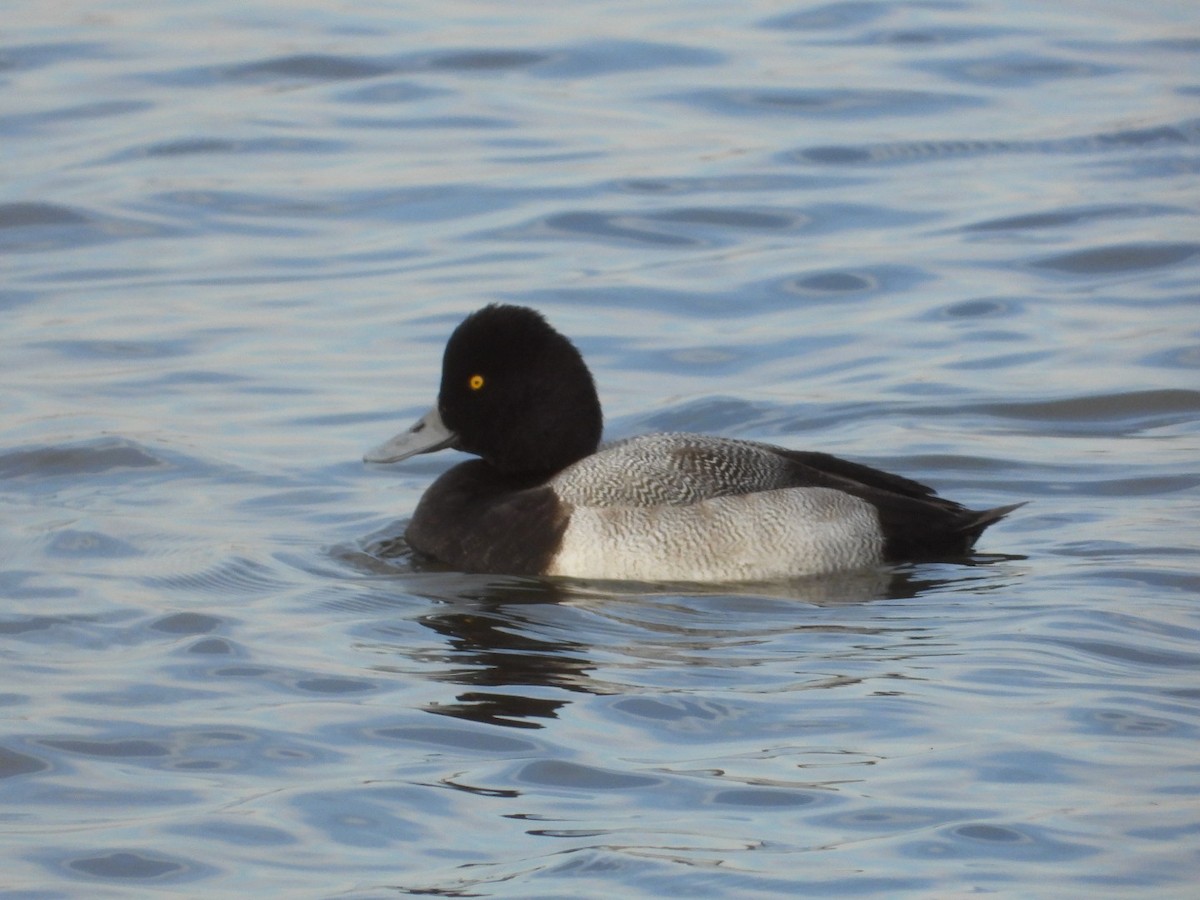 小斑背潛鴨 - ML646867636