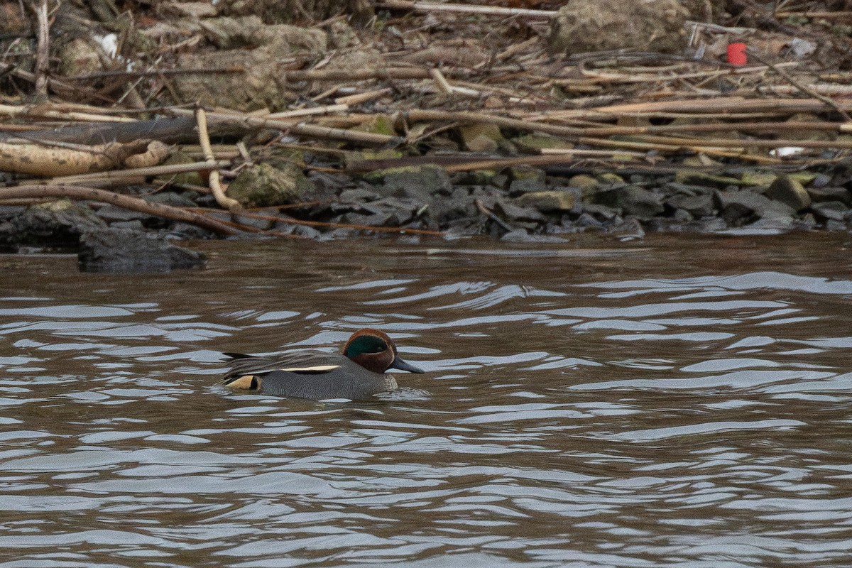 Чирянка мала (підвид crecca) - ML646867637