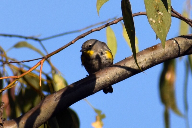 キヅタアメリカムシクイ - ML646867640