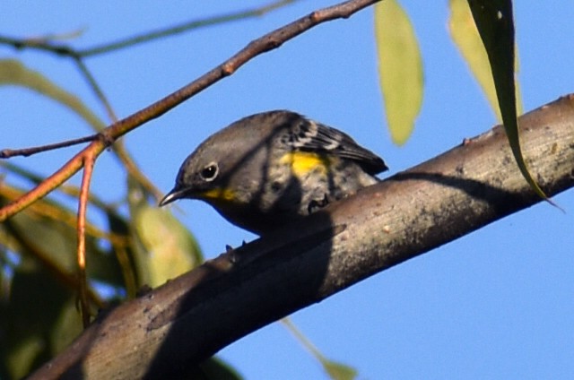 キヅタアメリカムシクイ - ML646867641