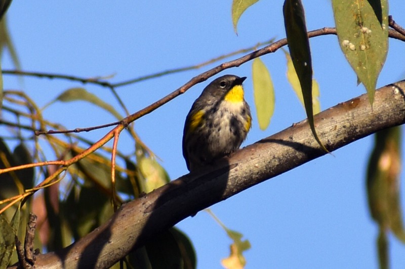 キヅタアメリカムシクイ - ML646867642