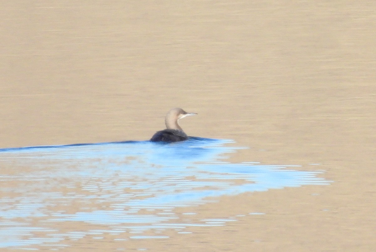Pacific Loon - ML646867647