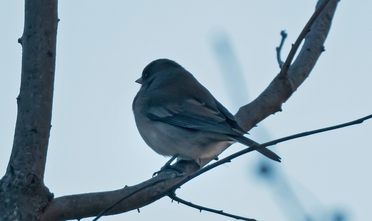 Dark-eyed Junco - ML646867648