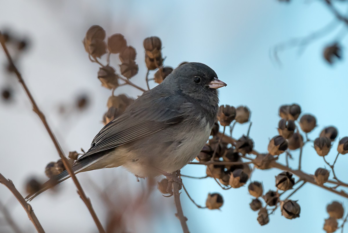 Dark-eyed Junco - ML646867649