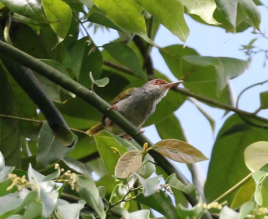 Rufous-fronted Tailorbird - ML646867651