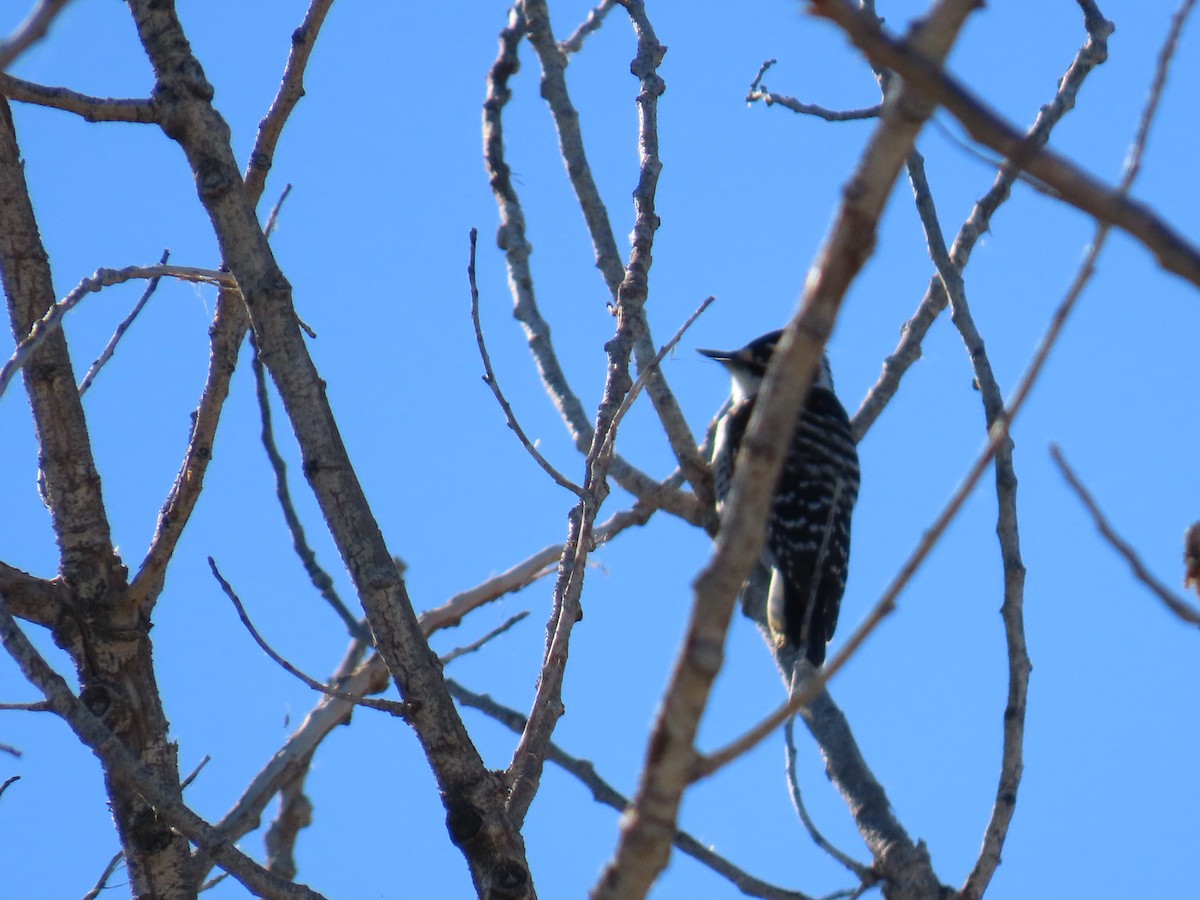 Дятел каліфорнійський - ML646867654