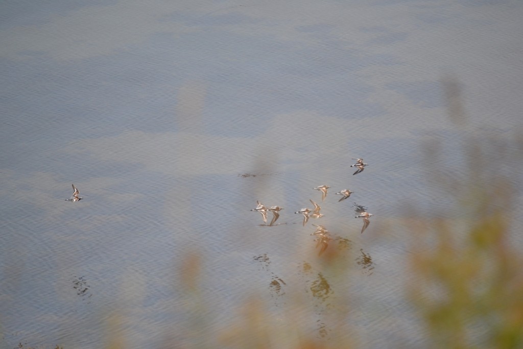Ruddy Turnstone - ML646867655