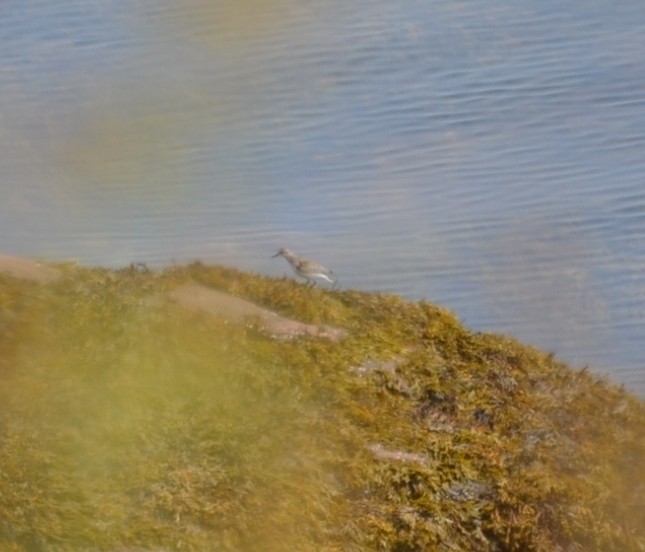 White-rumped Sandpiper - ML646867661