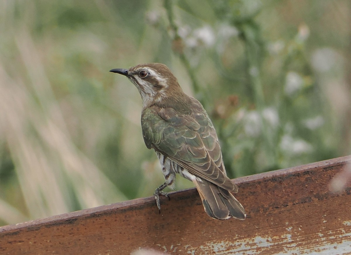 Horsfield's Bronze-Cuckoo - ML646867663