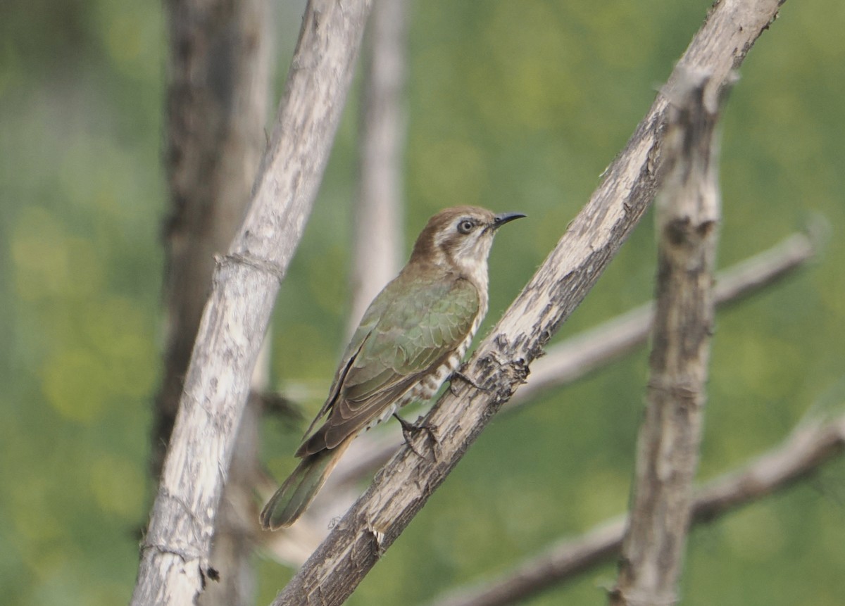 Horsfield's Bronze-Cuckoo - ML646867664