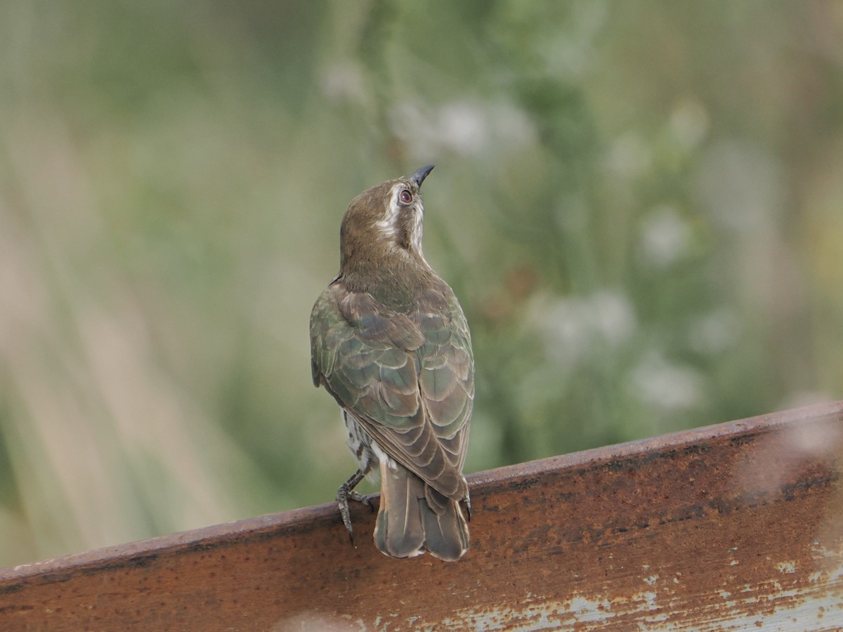 Horsfield's Bronze-Cuckoo - ML646867665
