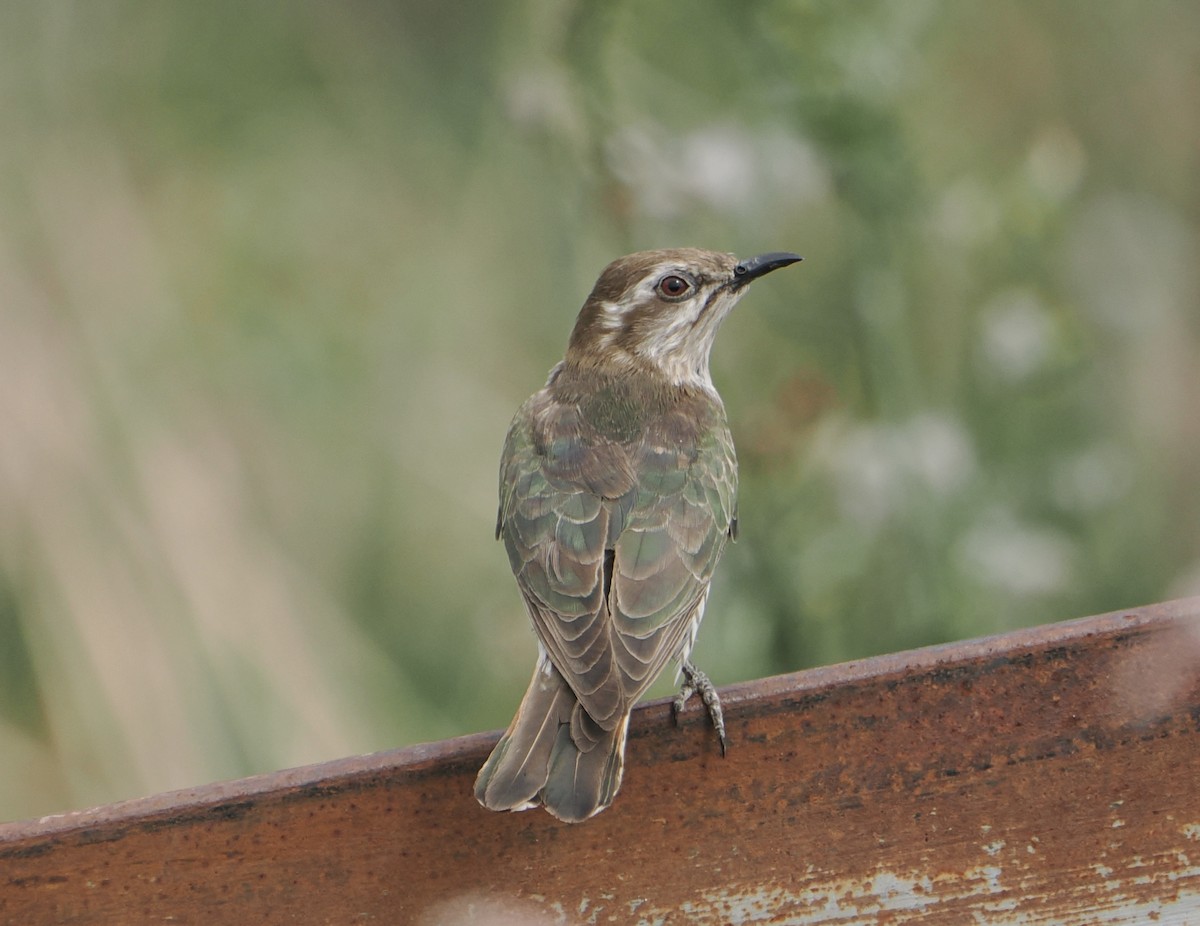 Horsfield's Bronze-Cuckoo - ML646867666