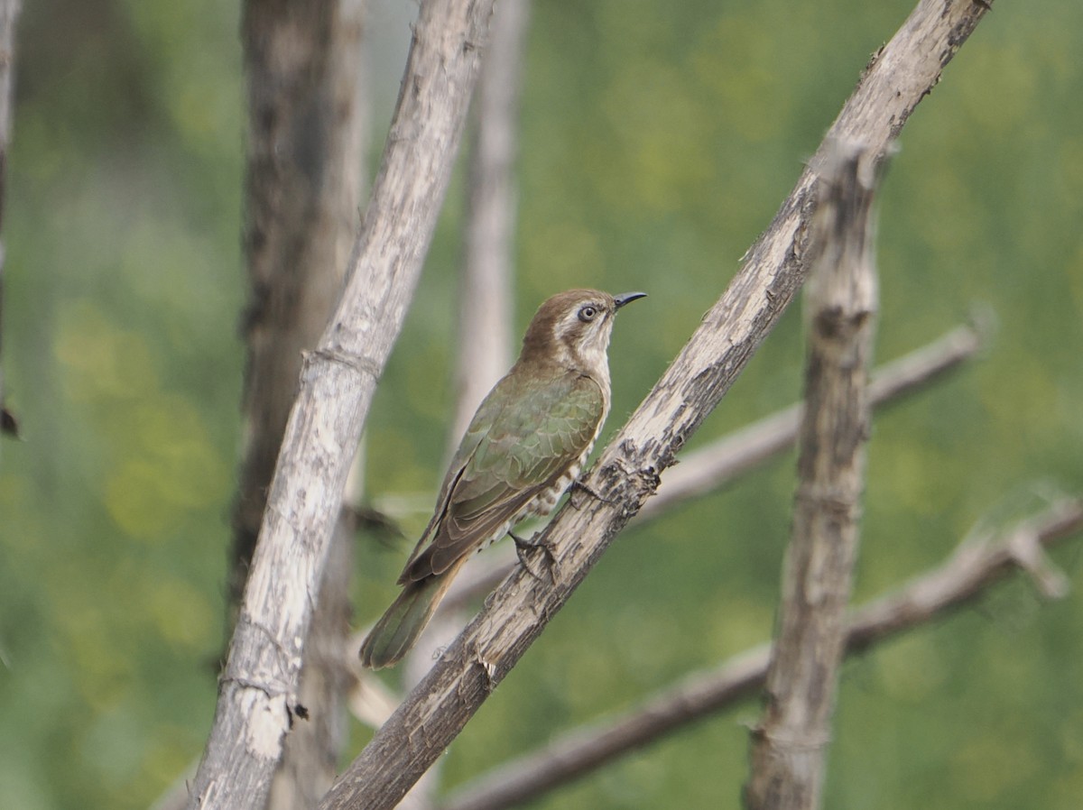 Horsfield's Bronze-Cuckoo - ML646867667