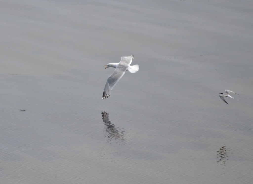 American Herring Gull - ML646867668