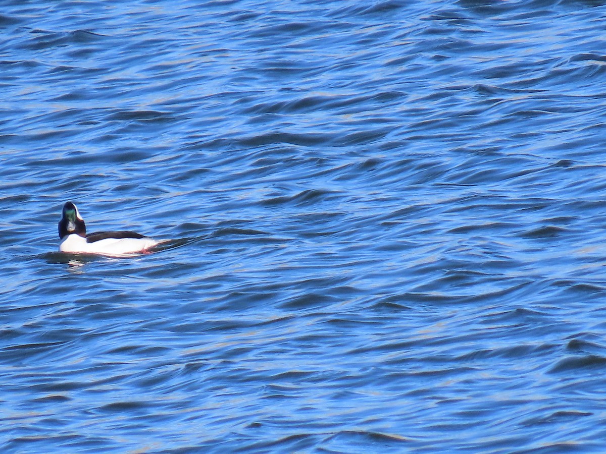 Гоголь малий - ML646867669