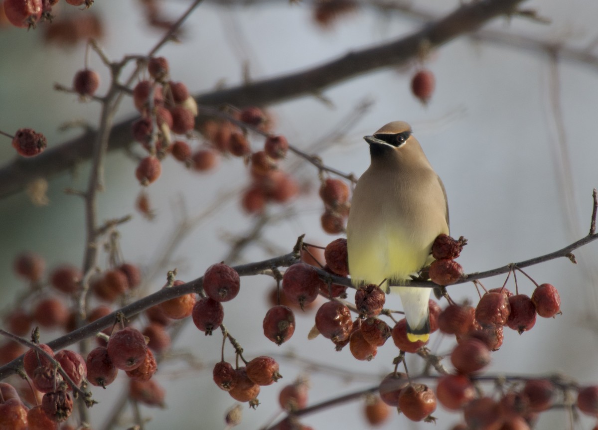 ヒメレンジャク - ML646867670