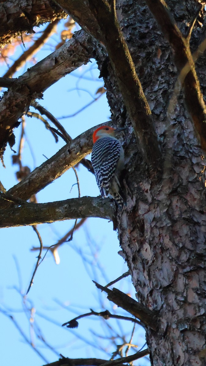 Red-bellied Woodpecker - ML646867671