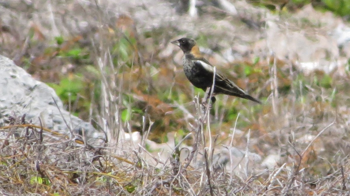 Bobolink - ML646867673