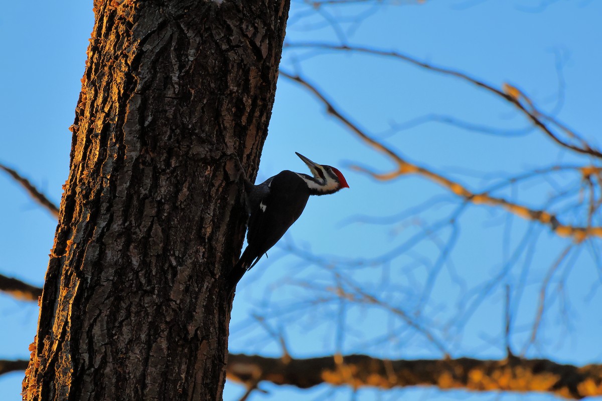 datel chocholatý - ML646867674