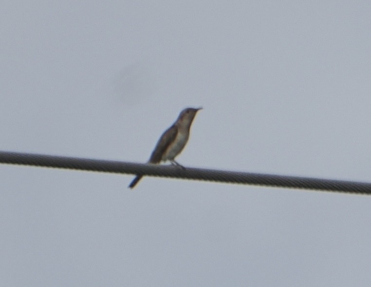 kukačka australská - ML646867675