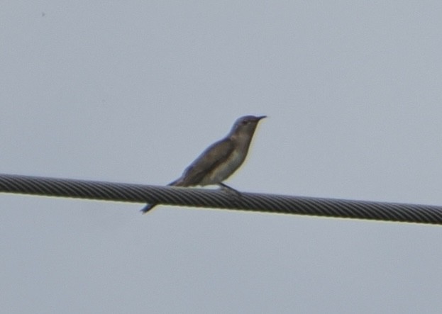 kukačka australská - ML646867676