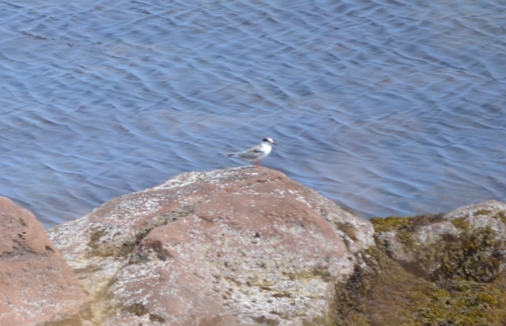 Common Tern - ML646867677