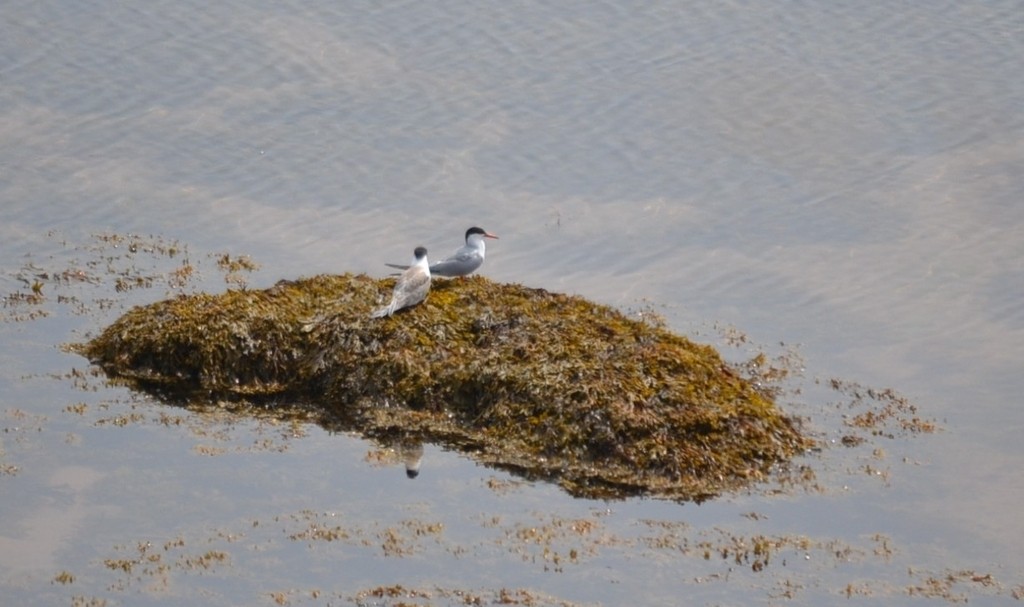 Common Tern - ML646867678