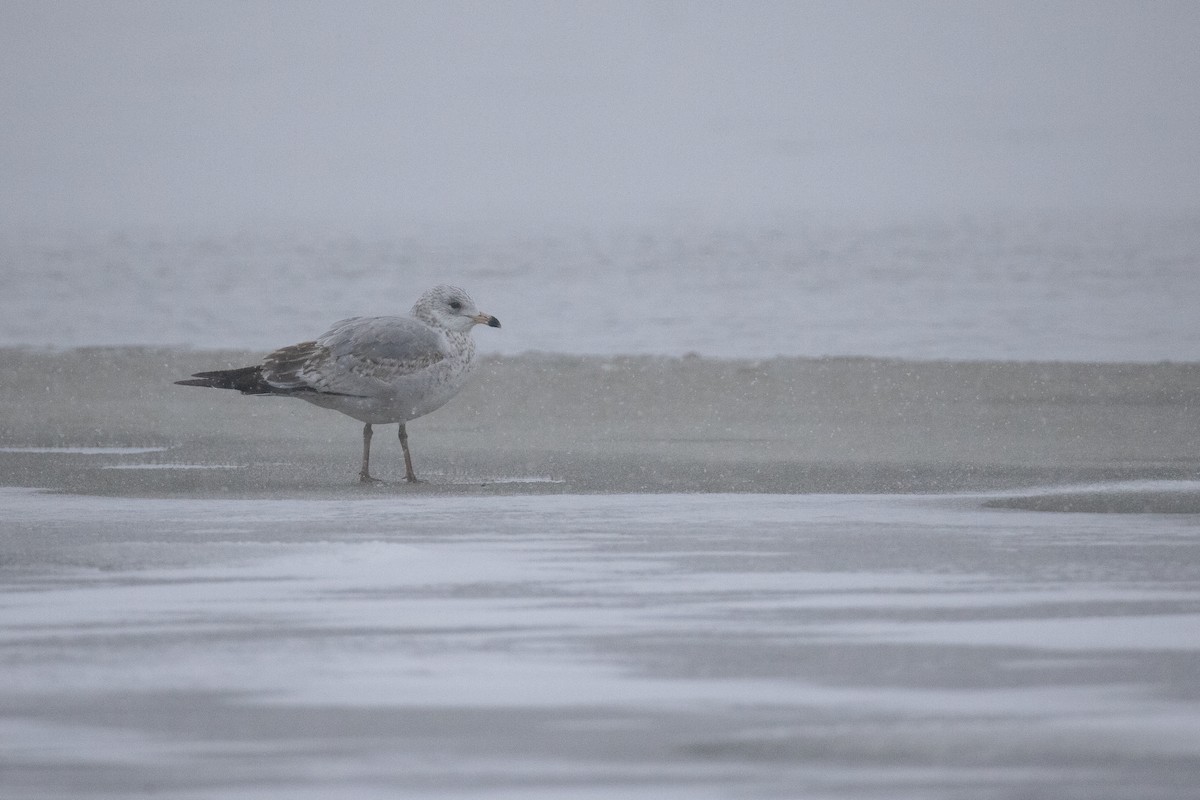 racek kroužkozobý - ML646867679