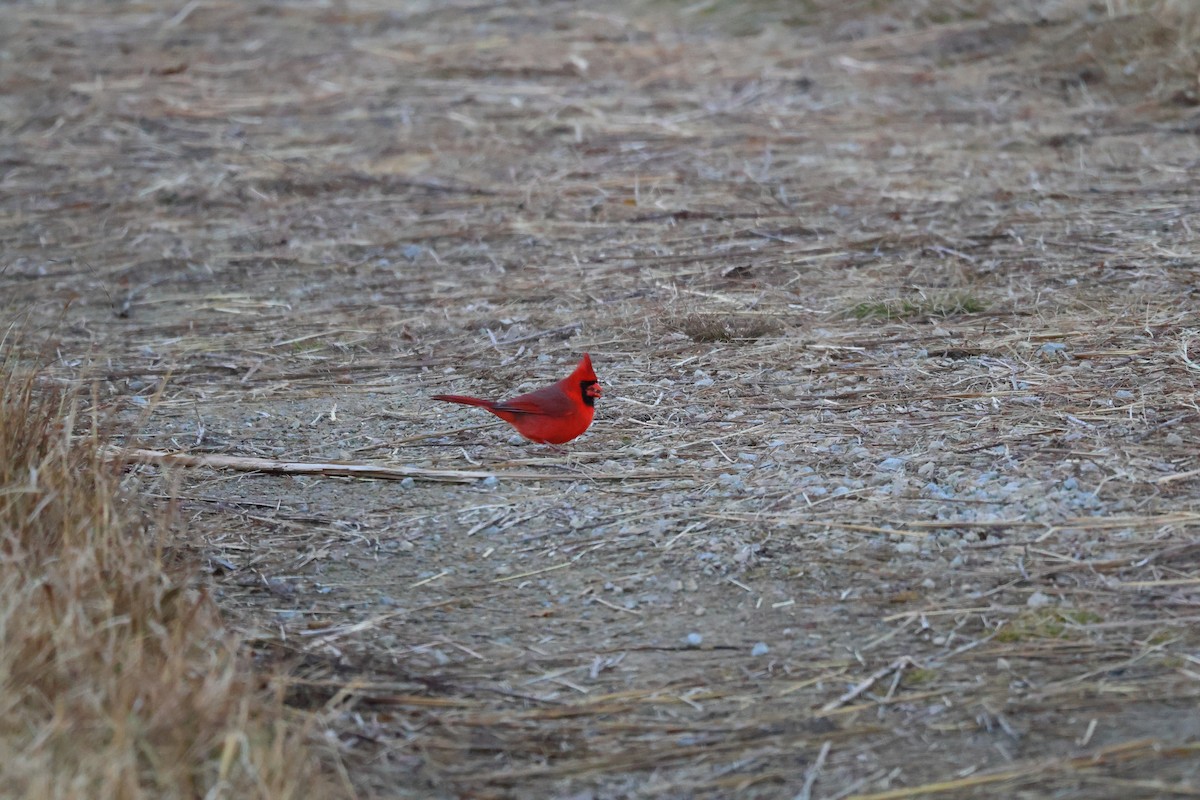 Northern Cardinal - ML646867684