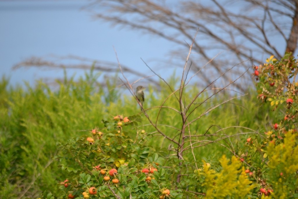 Least Flycatcher - ML646867685