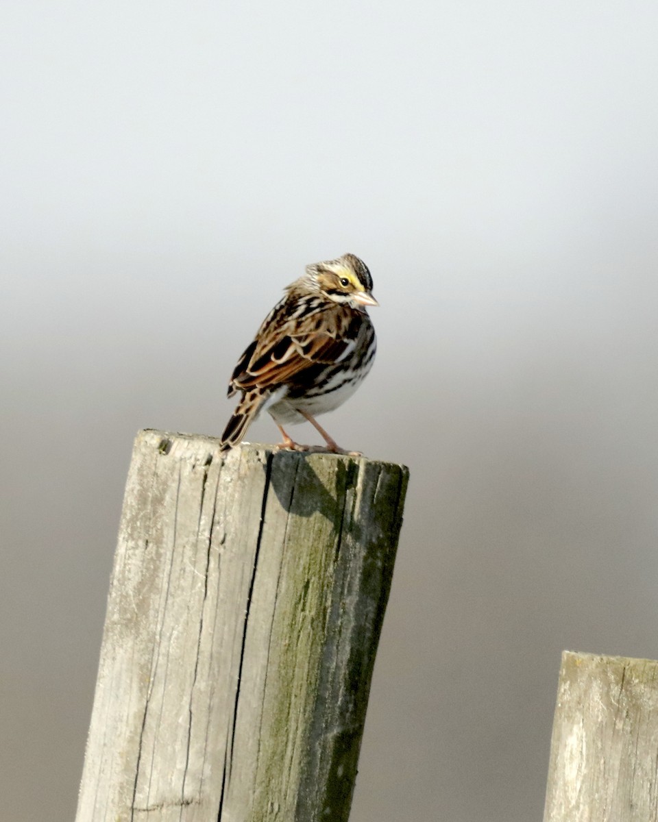Savannah Sparrow - ML646867688