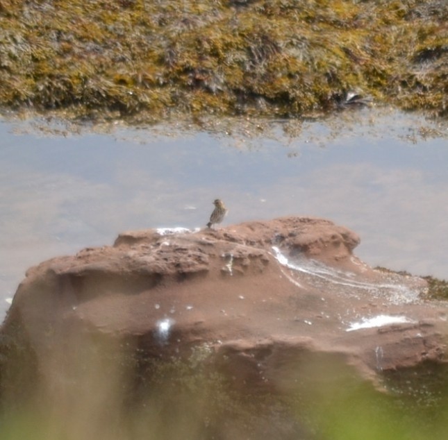 Song Sparrow - ML646867690