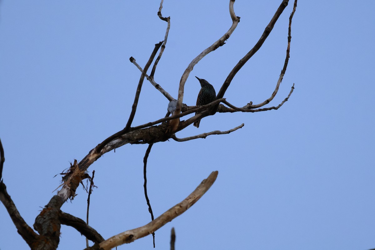 European Starling - ML646867693