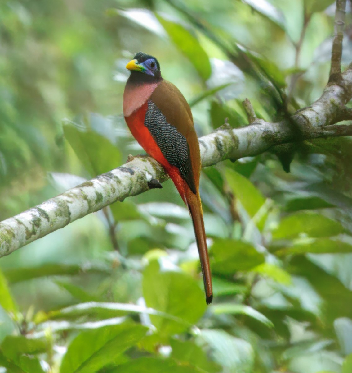 Philippine Trogon - ML646867697