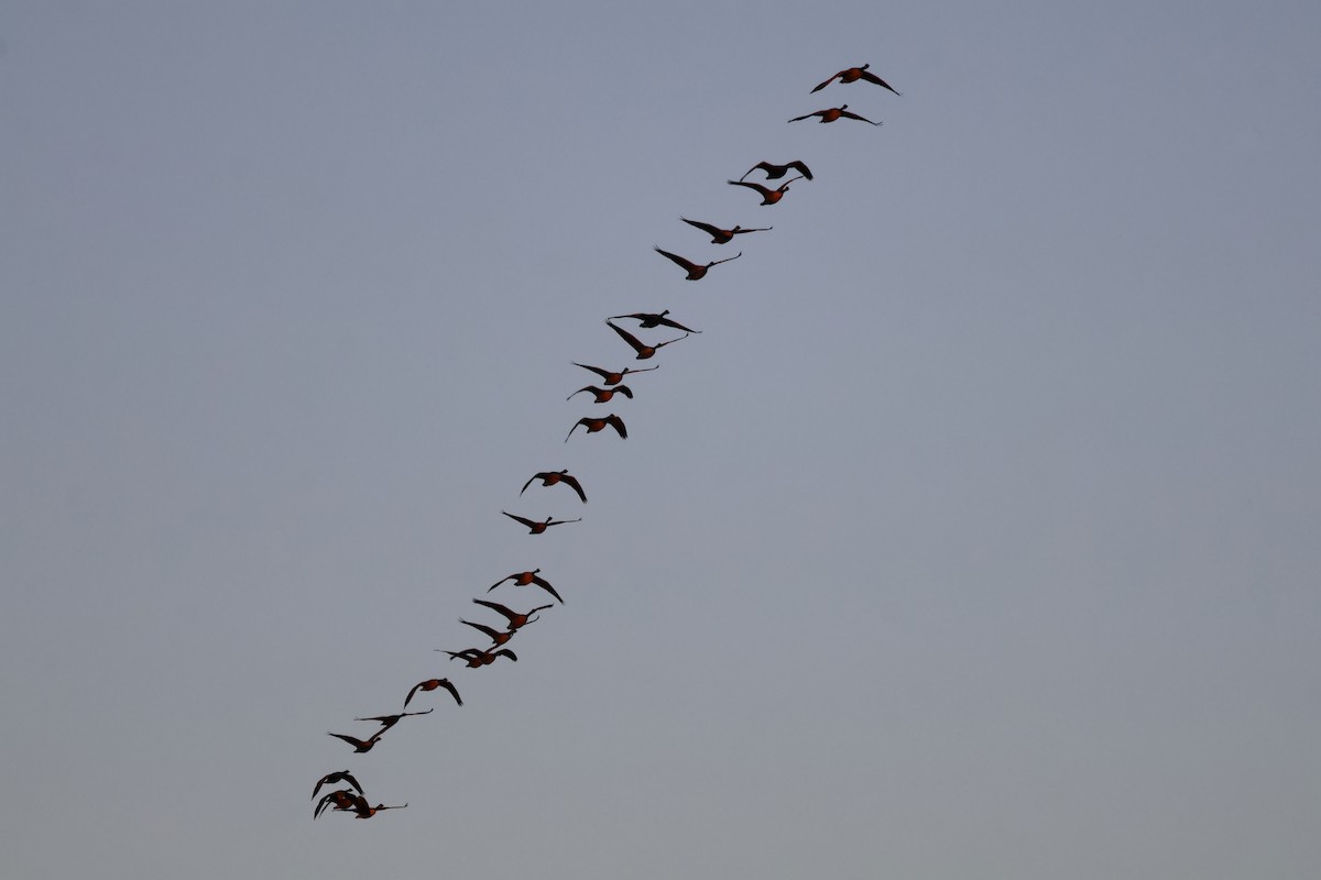 Canada Goose - ML646867699