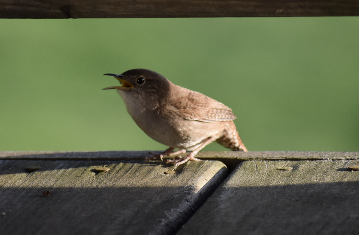 Northern House Wren - ML646867713