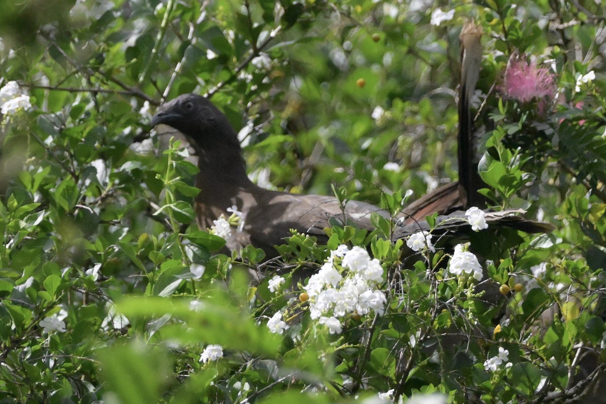 Gri Başlı Çaçalaka - ML646867715