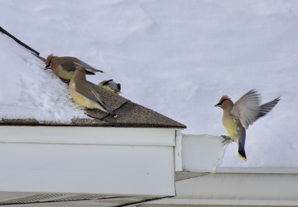 ヒメレンジャク - ML646867718