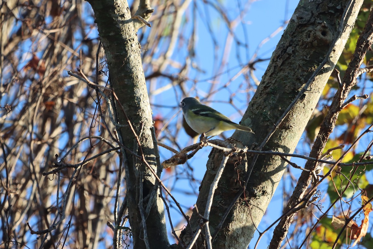 Blue-headed Vireo - ML646867731