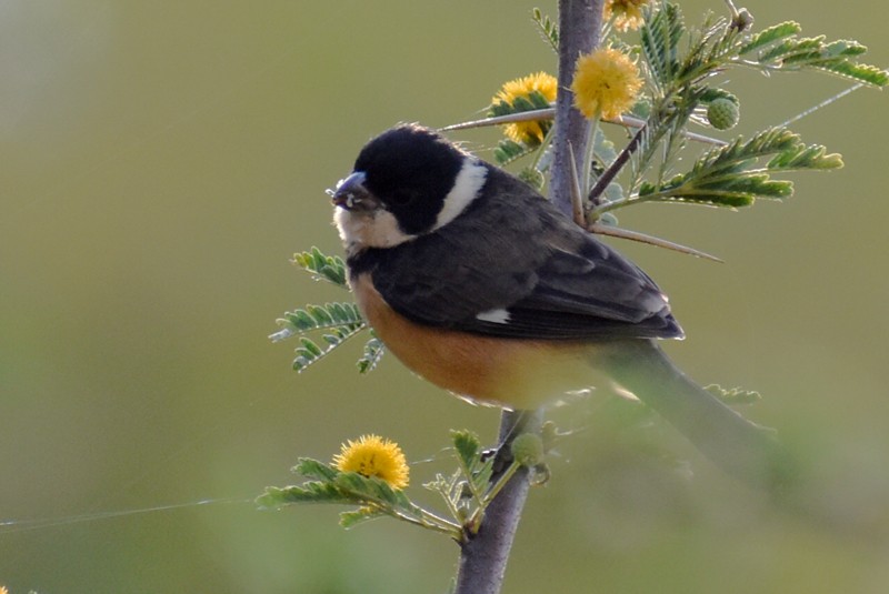 Cinnamon-rumped Seedeater - ML646867738
