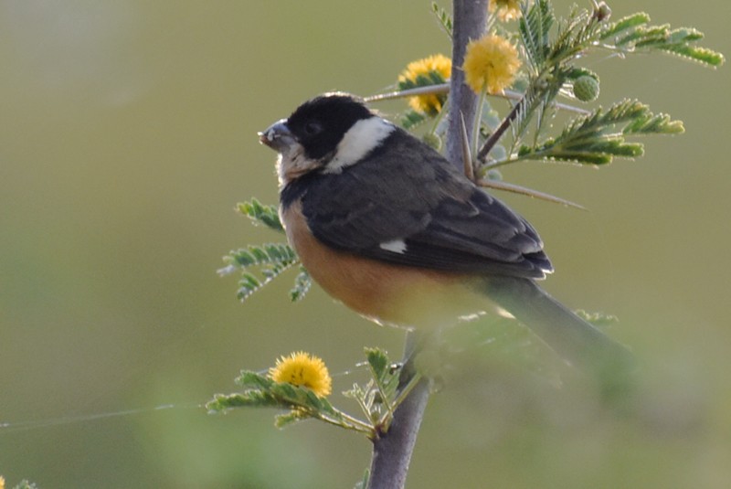 Cinnamon-rumped Seedeater - ML646867739