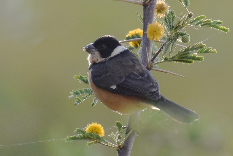 Cinnamon-rumped Seedeater - ML646867740