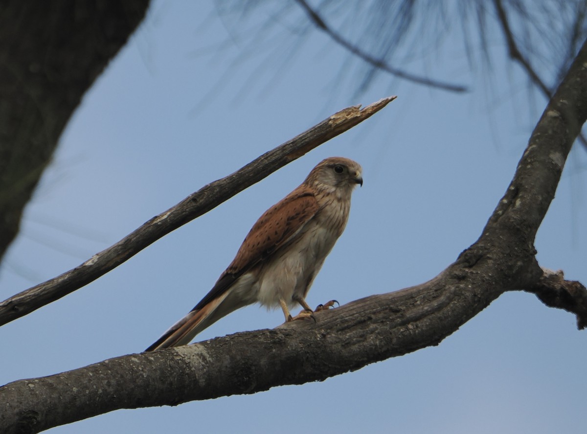 Nankeen Kestrel - ML646867743