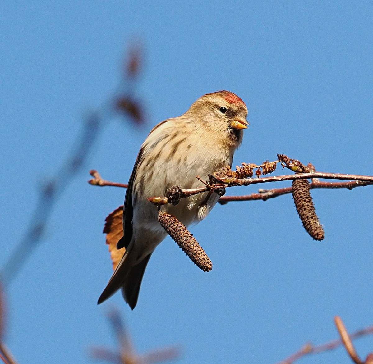 普通朱頂雀 - ML646867744