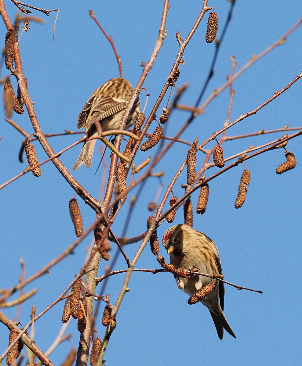 普通朱頂雀 - ML646867746