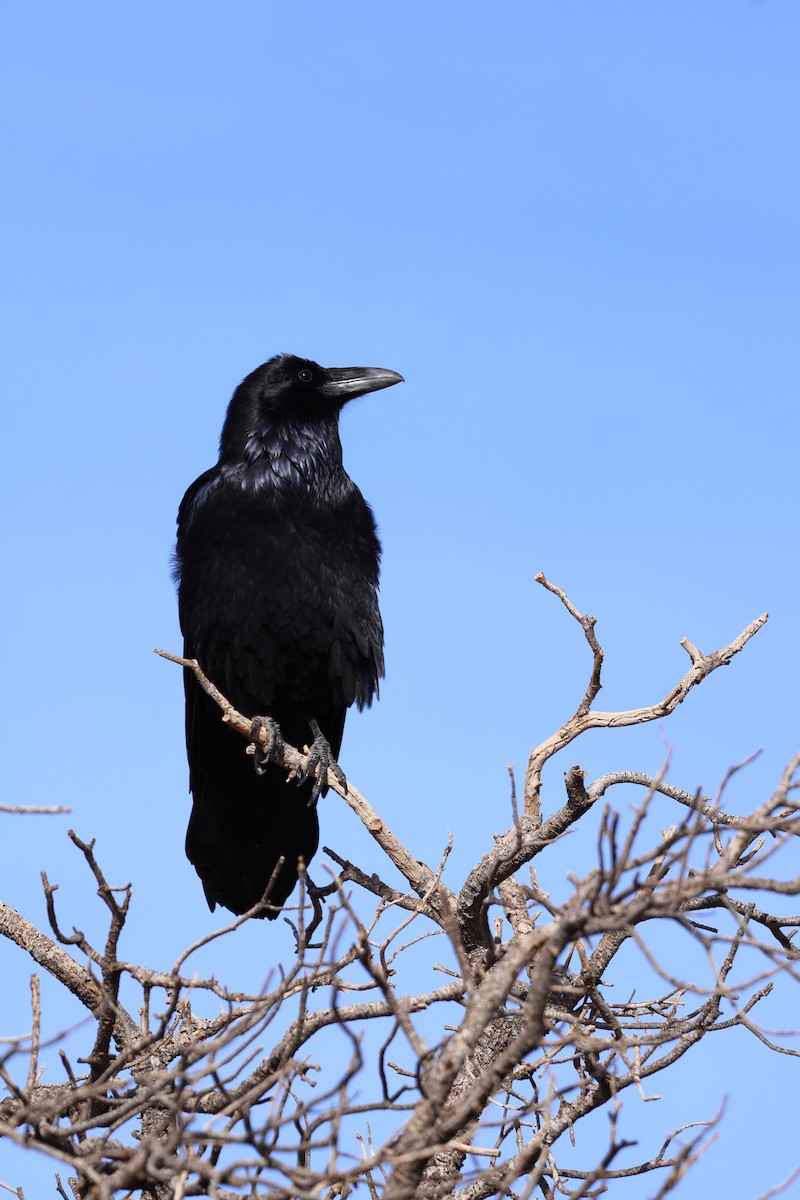 Common Raven - ML646867747